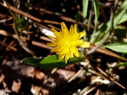 {Krigia dandelion}